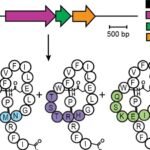 Canadian researchers have discovered a new candidate to fight drug-resistant bacteria, about three decades after the last antibiotic was developed to fight antimicrobial resistance (AMR).