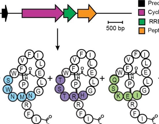 Canadian researchers have discovered a new candidate to fight drug-resistant bacteria, about three decades after the last antibiotic was developed to fight antimicrobial resistance (AMR).