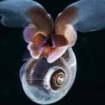 Ocean acidification, a process by which the world’s oceans absorb excess carbon dioxide from the atmosphere, becoming more acidic, crossed a “planetary boundary” or safety limit five years ago, a study finds.