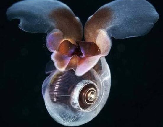 Ocean acidification, a process by which the world’s oceans absorb excess carbon dioxide from the atmosphere, becoming more acidic, crossed a “planetary boundary” or safety limit five years ago, a study finds.