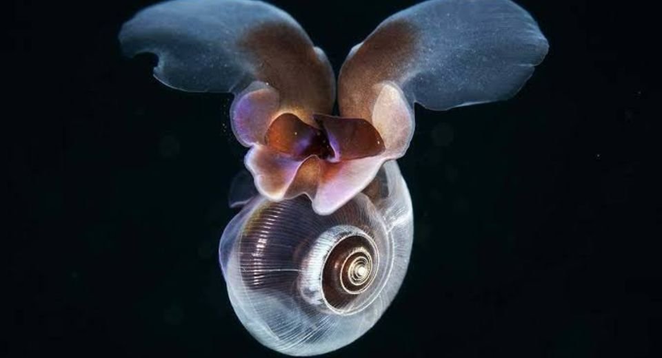 Ocean acidification, a process by which the world’s oceans absorb excess carbon dioxide from the atmosphere, becoming more acidic, crossed a “planetary boundary” or safety limit five years ago, a study finds.