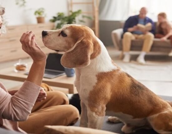 Dog with a family