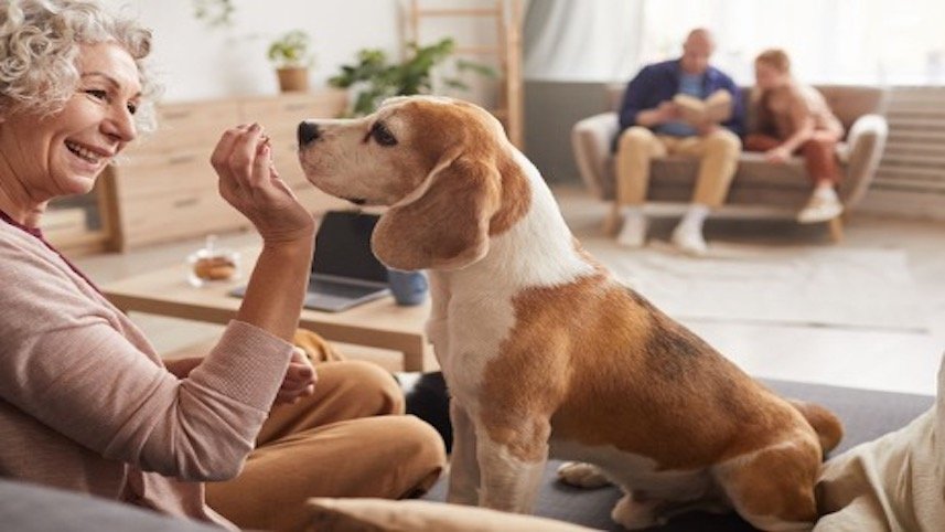 Dog with a family