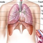 Medical experts at Cincinnati Children’s have made an organoid, or ‘organs in a dish,’ of human lung tissue that produces its own blood vessels, according to a statement.
