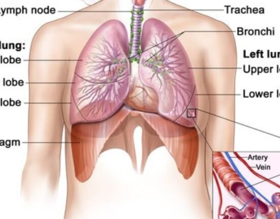 Medical experts at Cincinnati Children’s have made an organoid, or ‘organs in a dish,’ of human lung tissue that produces its own blood vessels, according to a statement.