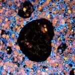 3d printed mini placentas to help in pregnancy research