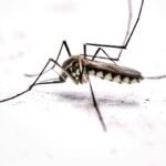 At least 12 people have died, and 740 new patients were admitted to hospitals as dengue cases in the South Asian nation of Bangladesh registered the largest single-day rise last week.