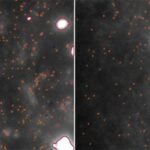 University of Cambridge scientists have developed a first-time imaging technique that helps visualise and quantify the early triggers of Parkinson’s — the world’s fastest-growing neurological disease.