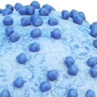 Gilead Sciences, Inc., will acquire Ouro Medicines, a privately held biotechnology company focused on developing T cell engager therapies for autoimmune diseases, for $2 billion, according to a statement. 