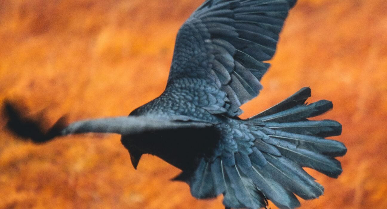 Ravens remember where wolves are most likely to make kills and will return to those kill sites from far away — flying up to six hours non-stop, according to a study.