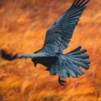 Ravens remember where wolves are most likely to make kills and will return to those kill sites from far away — flying up to six hours non-stop, according to a study.