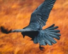 Ravens remember where wolves are most likely to make kills and will return to those kill sites from far away — flying up to six hours non-stop, according to a study.