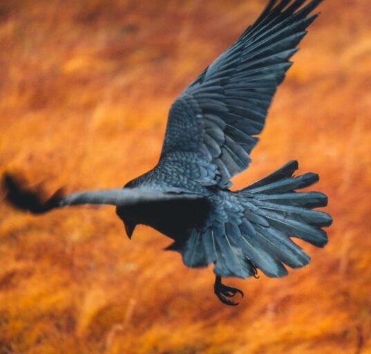 Ravens remember where wolves are most likely to make kills and will return to those kill sites from far away — flying up to six hours non-stop, according to a study.
