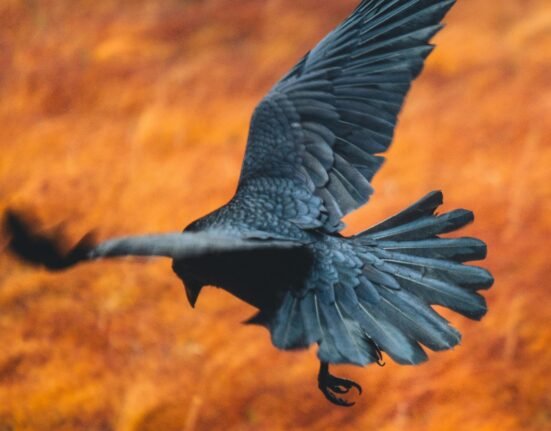 Ravens remember where wolves are most likely to make kills and will return to those kill sites from far away — flying up to six hours non-stop, according to a study.