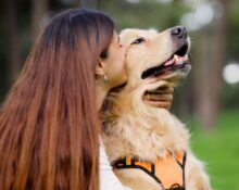 Dog's suffer from stress, local ecology and chemicals