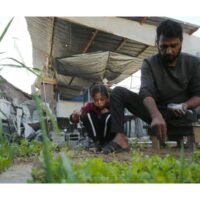 In conflict-ridden Gaza, just 3% of cropland remains usable as Israeli troops pound the region with air strikes and shelling, limiting access to agricultural land and putting pressure on food security, according to the United Nations' FAO.