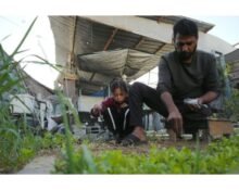 In conflict-ridden Gaza, just 3% of cropland remains usable as Israeli troops pound the region with air strikes and shelling, limiting access to agricultural land and putting pressure on food security, according to the United Nations' FAO.