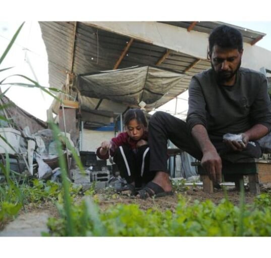 In conflict-ridden Gaza, just 3% of cropland remains usable as Israeli troops pound the region with air strikes and shelling, limiting access to agricultural land and putting pressure on food security, according to the United Nations' FAO.