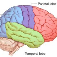 The human brain didn’t evolve as one single unit, but as two distinct organs independently, Stanford researchers found — a discovery that holds promise to fight brain stem diseases such as spinal muscular atrophy and amyotrophic lateral sclerosis.