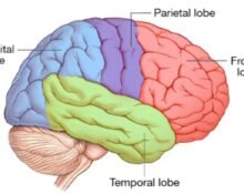 The human brain didn’t evolve as one single unit, but as two distinct organs independently, Stanford researchers found — a discovery that holds promise to fight brain stem diseases such as spinal muscular atrophy and amyotrophic lateral sclerosis.