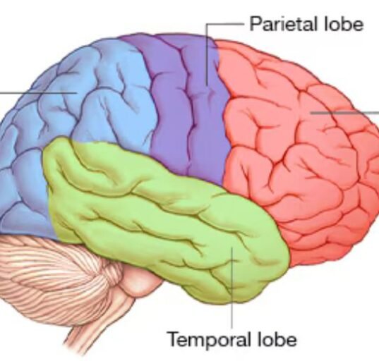 The human brain didn’t evolve as one single unit, but as two distinct organs independently, Stanford researchers found — a discovery that holds promise to fight brain stem diseases such as spinal muscular atrophy and amyotrophic lateral sclerosis.
