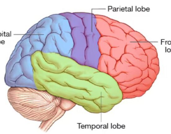 The human brain didn’t evolve as one single unit, but as two distinct organs independently, Stanford researchers found — a discovery that holds promise to fight brain stem diseases such as spinal muscular atrophy and amyotrophic lateral sclerosis.